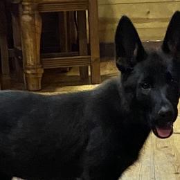 Girl 4 - Bi-color German Shepherd puppy in Stratford, Oklahoma from Vom Curtis Haus Kennels