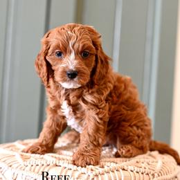 Reef - Red male Cavapoo puppy in Tucson, Arizona from Sun Valley Goldendoodles