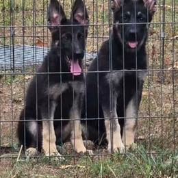 Cooper - Black and cream male German Shepherd puppy in Chambers, Arizona from Devil-Dog Shepherds
