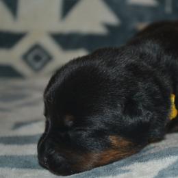 Girl 3 - Black and mahogany female Rottweiler puppy in Ethel, Washington from Titanenheim Rottweilers