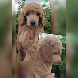 Green collar - Red  female Poodle puppy in El Paso, Texas from Paws Of Beauty