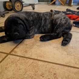Anatolian Shepherd Dog and Labrador Retriever Puppies from Learning With Dogs