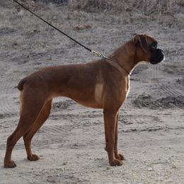 Mika - Boxer