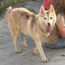 Crystal - Siberian Husky