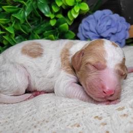 Twila - Parti female Goldendoodle puppy in Woodburn, Indiana from DNLS Doodle Puppies