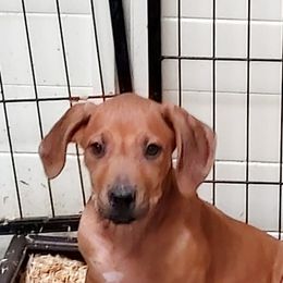 Girl 1 - Rhodesian Ridgeback puppy from Willowist Rhodesian Ridgebacks