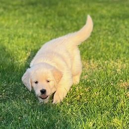 Golden Retriever and Labrador Retriever Puppies from Abels Envy Retrievers
