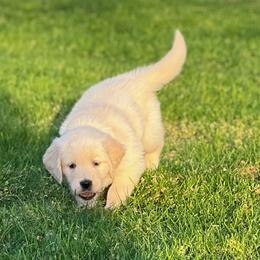 Golden Retriever and Labrador Retriever Puppies from Abels Envy Retrievers