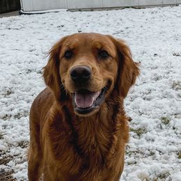 Amora - Golden Retriever