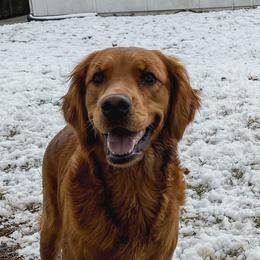 Amora - Golden Retriever