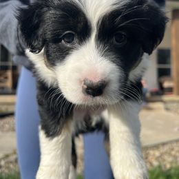 Australian Shepherd Puppies from Kreger Farms