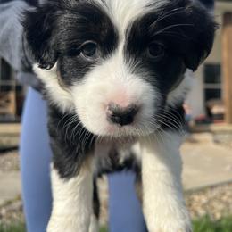 Australian Shepherd Puppies from Kreger Farms