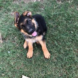 German Shepherd Puppies from Semper Fi K9 Montana