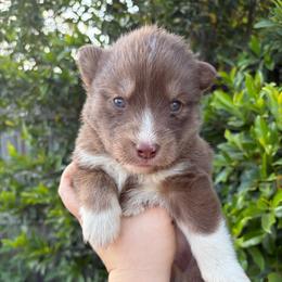 Dakota - Red and white male Siberian Husky puppy in Warrenville, South Carolina from StormVale Siberian Huskies