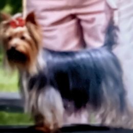 Dream - Yorkshire Terrier