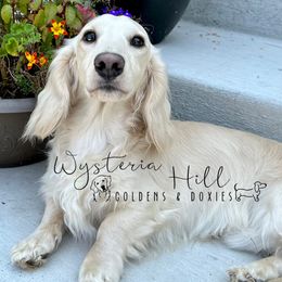 Hampton - Dachshund