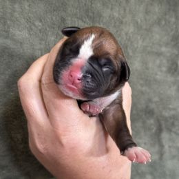 Laurel - Fawn female Boxer puppy in Briggs, Texas from Dark Horse Boxers