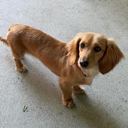 Nola - Dachshund