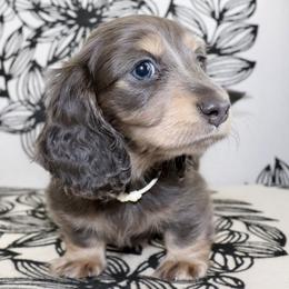 Merry (White Band) - Blue and cream female Dachshund puppy in Raleigh, North Carolina from McLovin Doxies