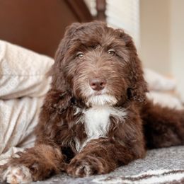 Bunny (Girl) - Brown and white female Bernedoodle puppy in Maricopa, Arizona from Desert Ridge Doodles