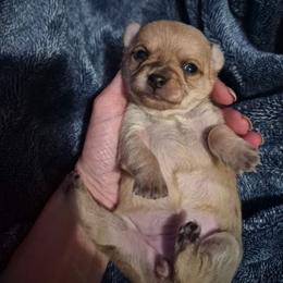 Chai - Silver female Chihuahua puppy in Williamsburg, Virginia from Chloe & Friends