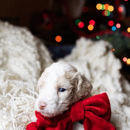 Aussiedoodle and Australian Mountain Doodle Puppies from Farmstead Doodles