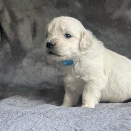 Boy pick 2 - Light golden male Golden Retriever puppy in Waterford, Pennsylvania from Living on Faiths Golden Retrievers