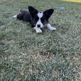 Rex - Black and white male Cardigan Welsh Corgi puppy in Tulare, California from Wild K Ranch