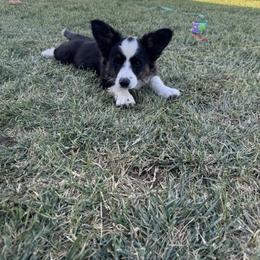 Rex - Black and white male Cardigan Welsh Corgi puppy in Tulare, California from Wild K Ranch