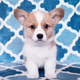 American Corgi and Pembroke Welsh Corgi Puppies from Whimsical Treasure Corgis