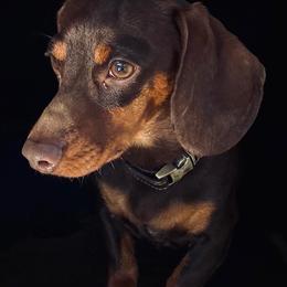 Jack - Dachshund