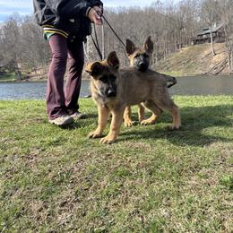 German Shepherd puppies from Victory Circle German Shepherds