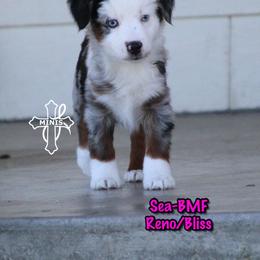 Sea - Blue merle female Miniature American Shepherd puppy in Elgin, Oregon from Cross L Miniature American Shepherds