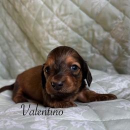Valentino - Red male Dachshund puppy in Michigan from Hidden Haven Dachshunds