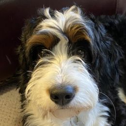 Bernedoodles from Sugar Sweet Bernedoodles