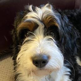 Bernedoodles from Sugar Sweet Bernedoodles
