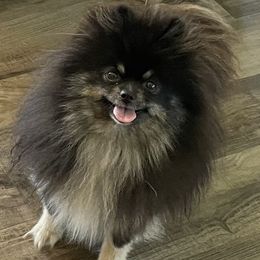 Maggie - Pomeranian