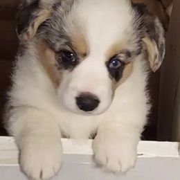 Cardigan Welsh Corgis from High Hopes Farm