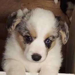 Cardigan Welsh Corgis from High Hopes Farm