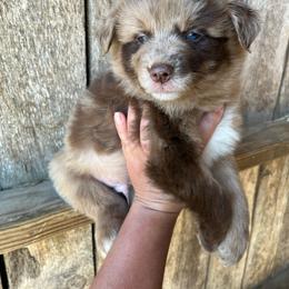 Rambo - Red merle male Australian Shepherd puppy in Whitwell, Tennessee from Owl Hollow Farm