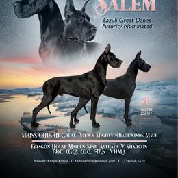 Great Dane puppies from Lazuli Great Danes