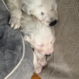 Border Collie Puppies from Hidden Creek