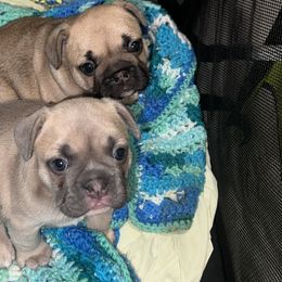 French Bulldog Puppies from Kingdom Cubz Kennel