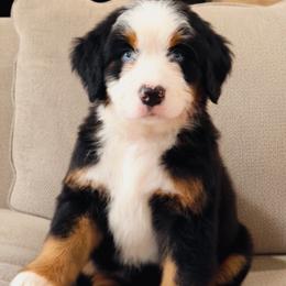 Boy 1 - Tri-color male Bernedoodle puppy in West Jordan, Utah from Doodles Friend
