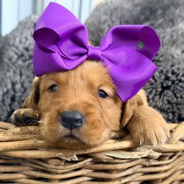Eve - Dark golden female Golden Retriever puppy in Sacramento, California from Creamy Retrievers