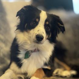 Tikka  - Miniature Australian Shepherd