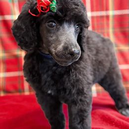 Ghost - Black female Poodle puppy in Nederland, Texas from Lingo Standard Poodles