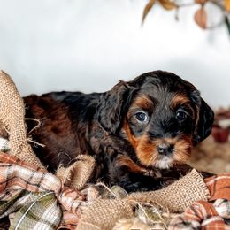 Narra - Black female Australian Labradoodle puppy in Decatur, Alabama from Southern Meadows Doodles