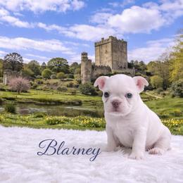 CKC Health Tested Blarney - Blue male Boston Terrier puppy in Scottdale, Pennsylvania from Itty Bitty Boston & Chi Co, Veteran Owned