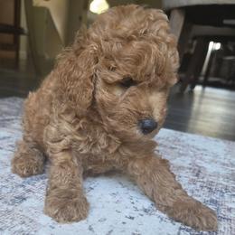 Tan collar - Cream male Goldendoodle puppy in Connecticut from Valley View Doodles